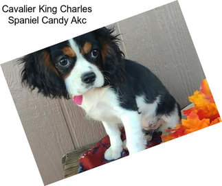 Cavalier King Charles Spaniel Candy Akc
