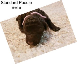Standard Poodle Belle