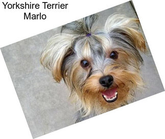 Yorkshire Terrier Marlo