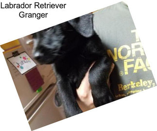 Labrador Retriever Granger