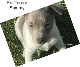 Rat Terrier Sammy