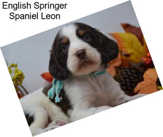 English Springer Spaniel Leon