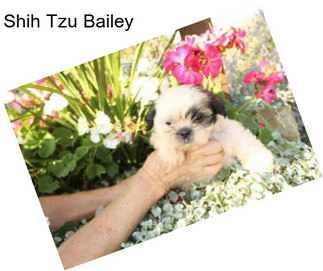 Shih Tzu Bailey