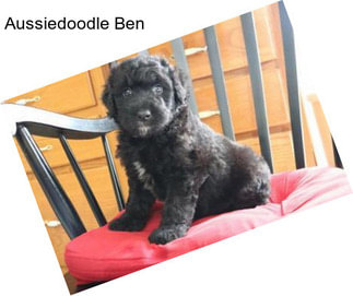 Aussiedoodle Ben