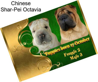 Chinese Shar-Pei Octavia