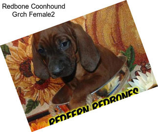 Redbone Coonhound Grch Female2