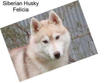 Siberian Husky Felicia