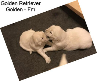 Golden Retriever Golden - Fm