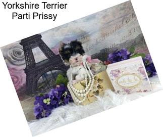 Yorkshire Terrier Parti Prissy