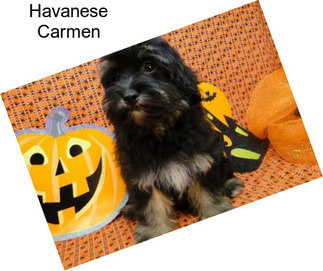 Havanese Carmen