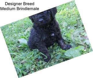 Designer Breed Medium Brindlemale