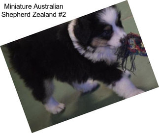 Miniature Australian Shepherd Zealand #2