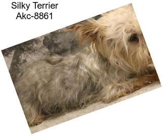 Silky Terrier Akc-8861