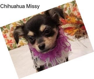 Chihuahua Missy