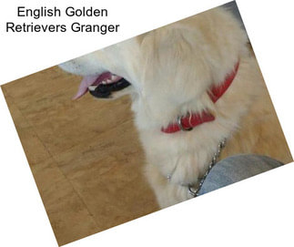 English Golden Retrievers Granger