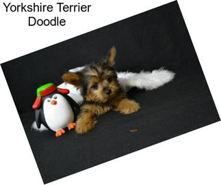 Yorkshire Terrier Doodle