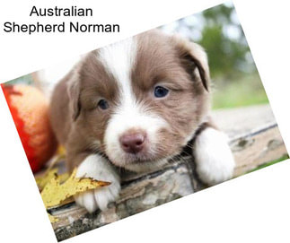 Australian Shepherd Norman