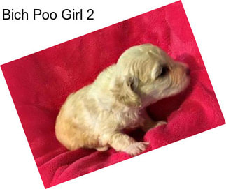 Bich Poo Girl 2