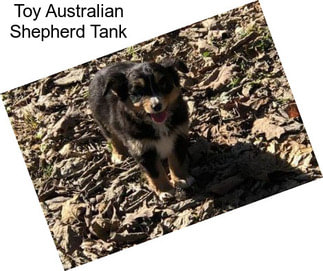 Toy Australian Shepherd Tank