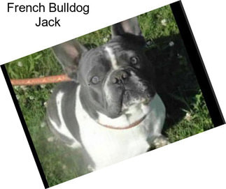 French Bulldog Jack