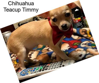 Chihuahua Teacup Timmy