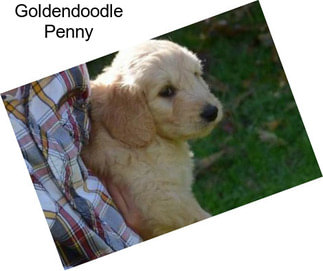 Goldendoodle Penny