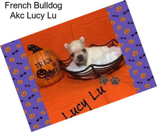 French Bulldog Akc Lucy Lu
