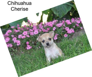 Chihuahua Cherise
