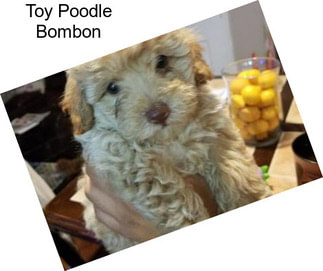 Toy Poodle Bombon