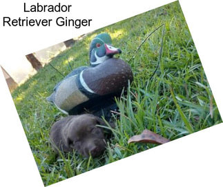 Labrador Retriever Ginger