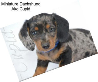 Miniature Dachshund Akc Cupid