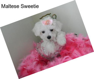 Maltese Sweetie