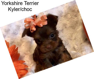 Yorkshire Terrier Kyler/choc