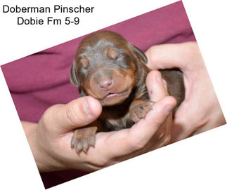 Doberman Pinscher Dobie Fm 5-9