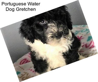 Portuguese Water Dog Gretchen