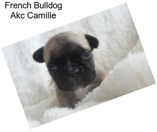 French Bulldog Akc Camille