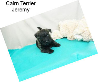 Cairn Terrier Jeremy