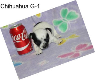 Chihuahua G-1