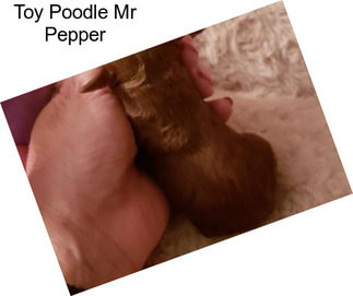 Toy Poodle Mr Pepper