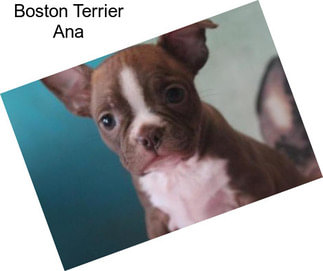 Boston Terrier Ana