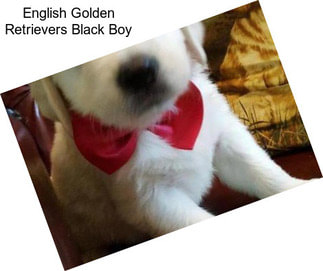 English Golden Retrievers Black Boy