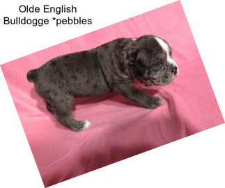 Olde English Bulldogge *pebbles
