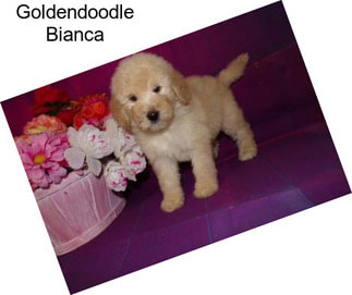 Goldendoodle Bianca