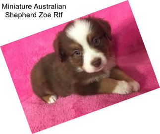 Miniature Australian Shepherd Zoe Rtf