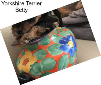 Yorkshire Terrier Betty