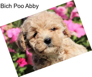 Bich Poo Abby