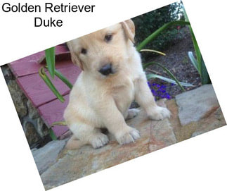 Golden Retriever Duke