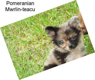 Pomeranian Mwrlin-teacu