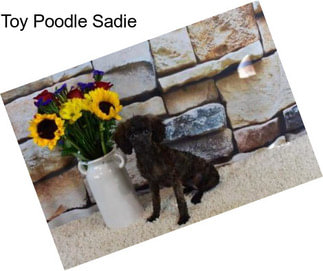 Toy Poodle Sadie