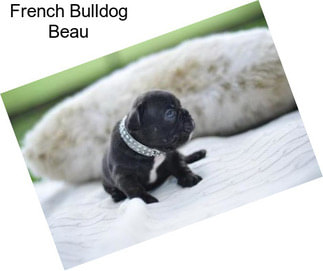French Bulldog Beau